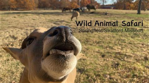 Wild Animal Safari Springfieldstrafford Missouri Youtube