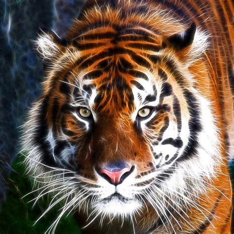 Tiger Close Up Photograph By Steve Mckinzie
