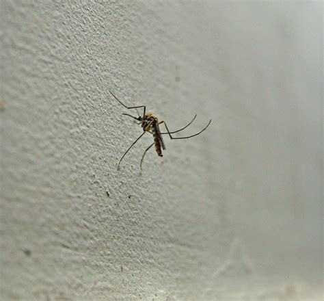 Mosquito Up Close A Common Mosquito Seen On The Walls Flickr