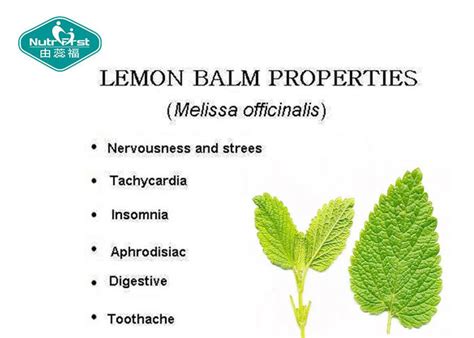 Lemon Balm Melissa Officinalis Leaves Extract Capsules Natural