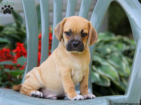 Puggle Puppies For Sale Greenfield Puppies