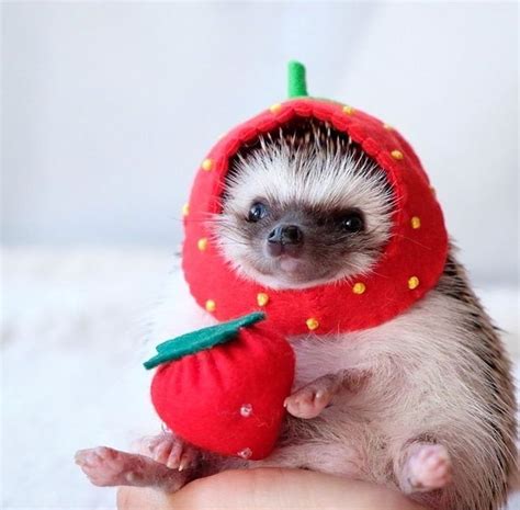 Hedgehog Pet 🦔 In 2020 Hedgehog Pet Cute Little Animals Cute Hedgehog