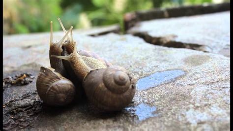 Snail Sex With Unexpected Intruder Youtube