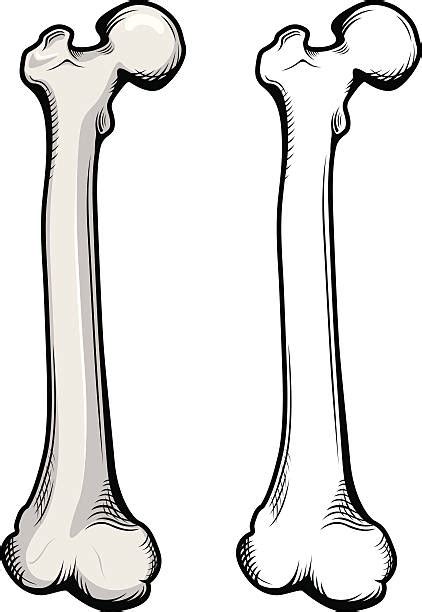 Leg Bone Clip Art Vector Images And Illustrations Istock