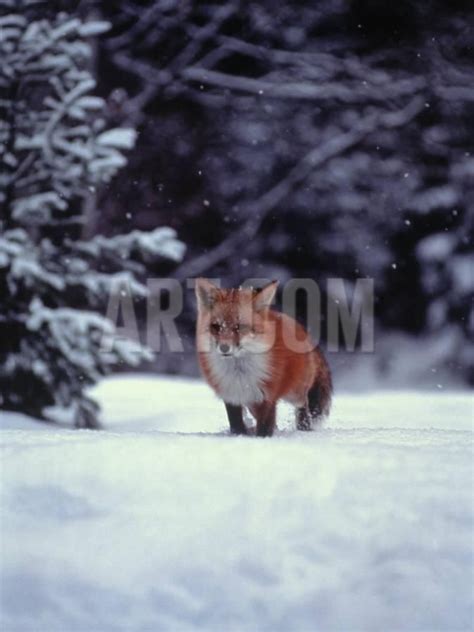 Red Fox In Snowy Wood Photographic Print John Luke