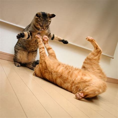 17 Best Images About Cats Gymnastic Cats On Pinterest Cute Cats