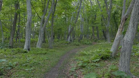 4k 苫小牧高丘森林公園 Takaoka Forest Park Tomakomai City Hokkaido 20170530