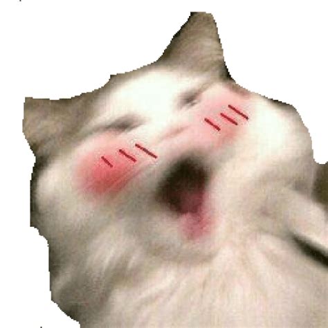 Crying Cat Png Hd Png Mart