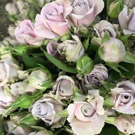 Silver Shadow Spray Roses Florabundance Wholesale Flowers In 2020