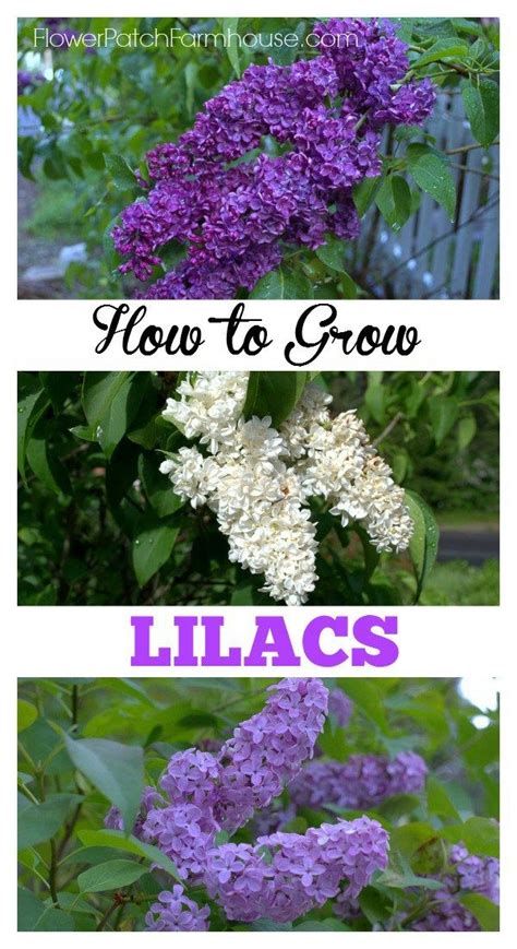 How To Grow Lilacs Its Easier Than You Think Planting Flowers