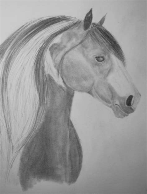 Gypsy Vanner Horse By Darth Alhugien On Deviantart