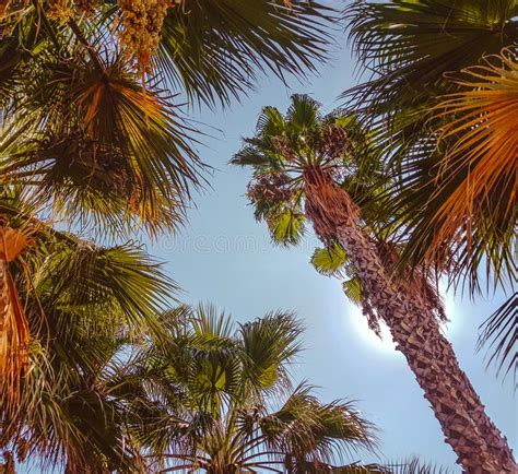 He Tops Of Palm Trees Against The Sky And The Sun Stock Image Image