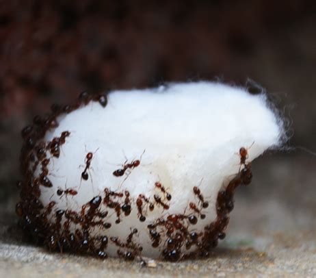 Read until the end of the article to find how to make a diy ant killer and trap. Top 10 Homemade Ant Killer Recipes: DIY Ant Killers that ...
