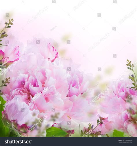 Floral background of roses and lilies wild flowers_站酷海洛_正版图片_视频_字体_音乐素材