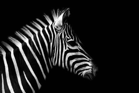 Animal Zebra 4k Ultra Hd Wallpaper