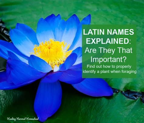 A Blue Flower With The Words Latin Names Explain Are They That