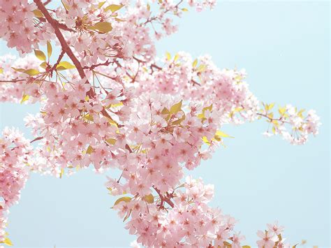1920x1280 sakura flower wallpapers hd sakura flower backgrounds. Free Sakura wallpaper | 1024x768 | #23094