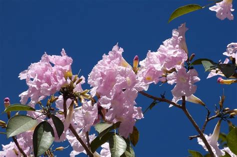 8 árboles Con Flores Rosas Para Jardín Jardineria On