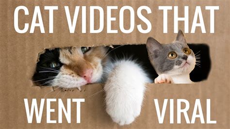 Funny Viral Cat Moments You Wont Stop Laughing Really Youtube