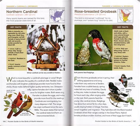 Review National Geographic Pocket Guide To The Birds Of North America