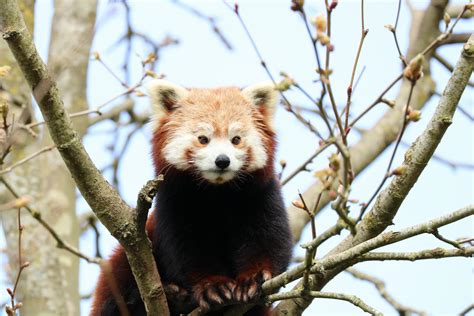Red Panda Climbing In The Tree Raww
