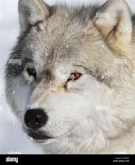 Arctic Wolf High Resolution Stock Photography And Images Alamy