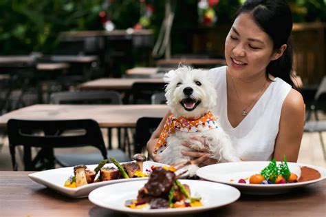 167 Dog Friendly Cafes And Restaurants In Singapore