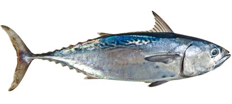 Mengenal Perbedaan Antara Ikan Tongkol Ikan Cakalang Dan Ikan Tuna