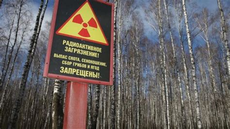 Bencana Chernobyl Mengapa Tumbuhan Kebal Terhadap Radiasi Nuklir