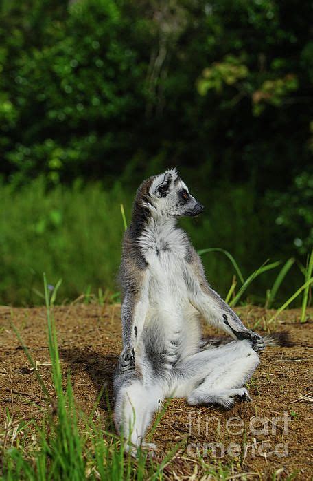 The Always Curious And Adorable Wild Ring Tailed Lemur On The African