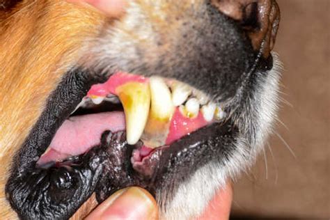 Pictures Of Black Spots On Dogs Gums Normal Or Worrisome