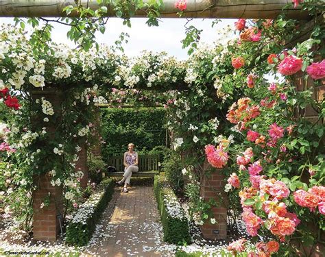 Rosarian david austin breeds and grows english roses, each year crossing 450,000 roses to create 150,000 seedlings that are initially grown in huge greenhouses. July 9 Column: David Austin Roses Display Gardens (Travel)