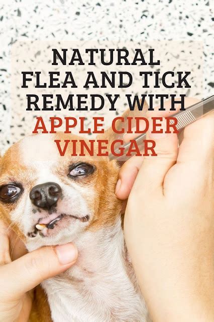 This Is How To Stop Your Dog From Getting Fleas With Apple Cider