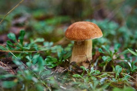 Cep Mushroom Growing In Autumn Forest Boletus Stock Photo Image Of
