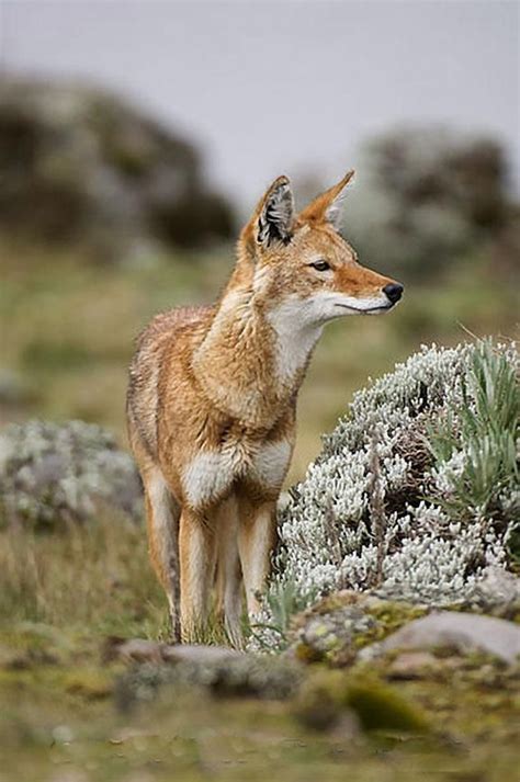 Ethiopean Wolf Canis Simensis Sanetti Plateau Bale Mountains