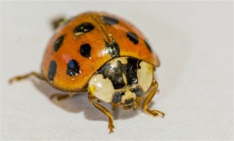 Maycintadamayantixibb What Is The Beetle That Looks Like A Ladybug