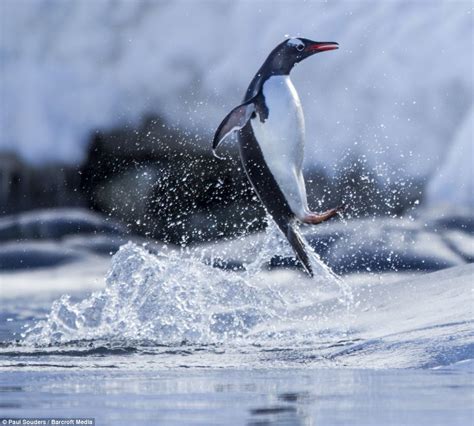 Come On In The Waters Freezing Adorable Penguins Leap Into Icy