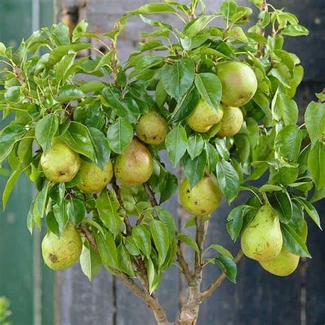 Special Deal Patio Fruit Tree Compact Pear Doyenne Du Comice Tree