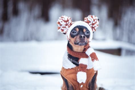 The Best Dog Hats Of 2021 Pet Life Today
