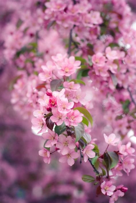 Cherry Blossom Time In Pennsylvania Brings Back Delightful Memories