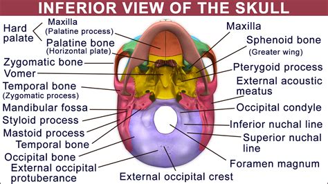 Anatomy Of The Occipital Bone Anatomy
