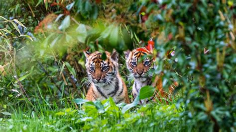Watch Twin Tiger Cubs Emerge From Their Den For The First Time