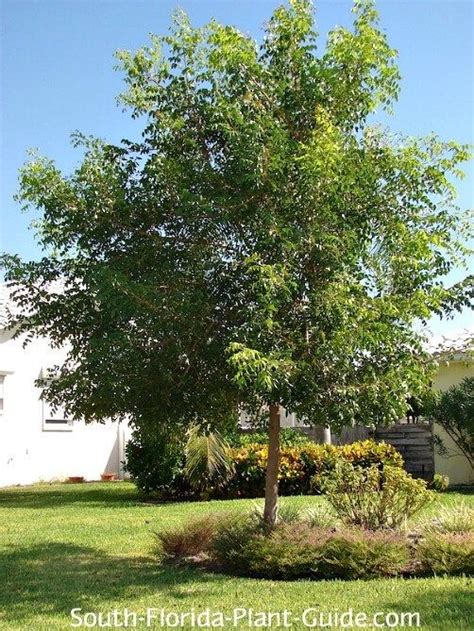 A Native Of South Florida The Mahogany Tree Grows A Naturally