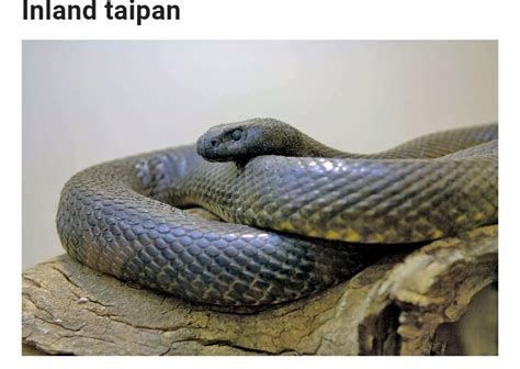 15 Of The Most Venomous Creatures On Earth Education Nigeria