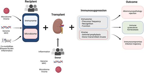 Frontiers Progress In Kidney Transplantation The Role For Systems