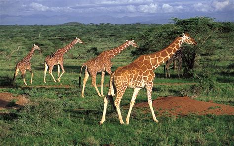 giraffes savannah pasture east africa kenya hd wallpaper wallpaperscom