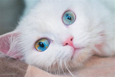 Purrfect Photo Gallery Of Odd Eyed Cats Cattitude Daily