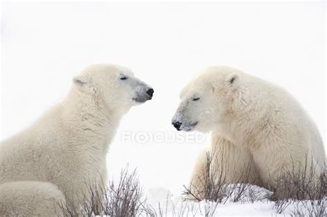 Two Polar Bears — Ecology Outdoors Stock Photo 164926206