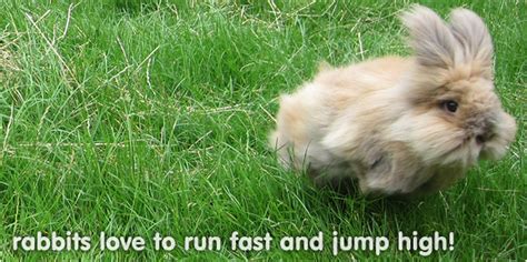 How Much Exercise Do Rabbits Need Each Day