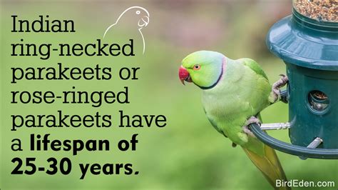 Information About The Gentle And Loyal Indian Ringneck Parakeets